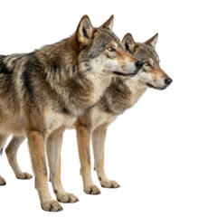 Fototapeta premium Two Profile Gray Wolves Standing Isolated on White Background