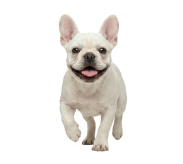 Obraz premium Happy Cream French Bulldog Puppy Running Towards Camera