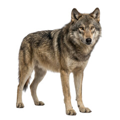 Obraz premium Full Body Gray Wolf Standing Isolated on White Background