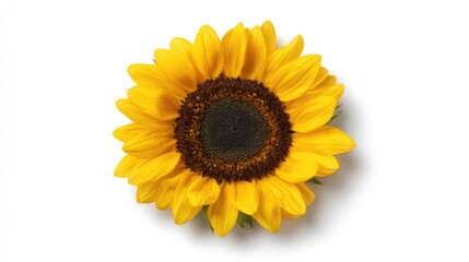 Fototapeta premium Close Up Yellow Sunflower On White Background