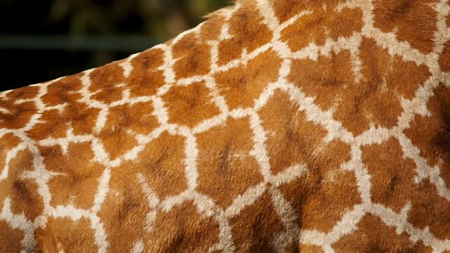 Detailed view of a giraffe's fur pattern and texture.