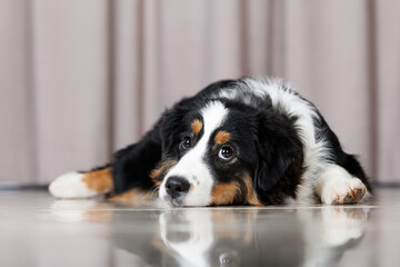 sad miniature american shepherd dog lying on the floor