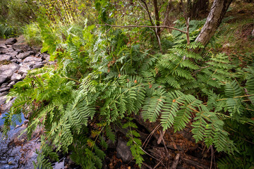Obraz premium Royal fern - swedish biggest fern on south part of lake Hammarsjön beside a stream