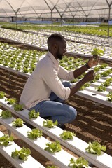 Hydroponic lettuce seedlings growing in troughs under translucent greenhouse roof