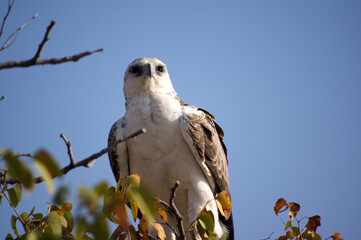 Aigle martial (Polemaetus bellicosus), dans le parc national d'Etosha en Namibie
