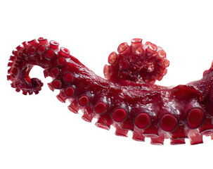 Deep-red octopus arm with suckers, curved on a black background