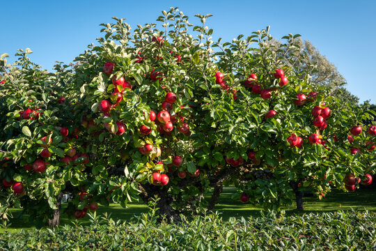 Apple trees on Visings&ouml; island in Sweden