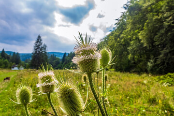 Macro photo, Animals, Nature - Еurope, Eastern Europe 