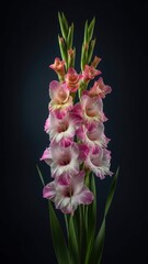 Vibrant Pink and White Gladiolus Flower on a Dark Background.