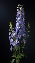 Vibrant Purple Delphinium Flowers Blooming Against a Dark Background.