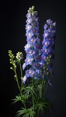 Vibrant Purple Delphinium Flowers Against a Dark Background.