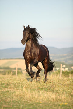 Friesian horse moving in sunset