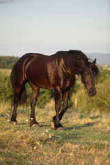 Obraz premium Friesian horse moving in sunset