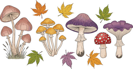 Hand Drawn Autumn Mushrooms and Maple Leaves Vector Illustration Set with Forest Fungi, Toadstools, and Fall Nature Elements