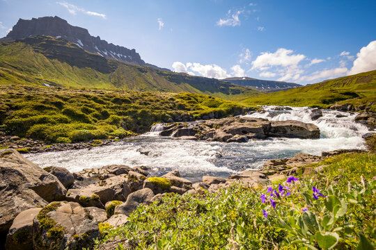 Summer view of Fjar�ar� river and wildflowers in Austurland, Iceland