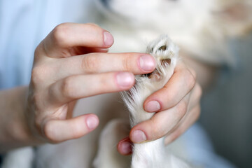Paw care at a professional grooming salon. The groom rubs the dog's paws with a special creamy salt for dog paws. A close-up of human hands gently applying cream or wax to the paw of a small white dog © Natalia