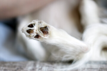 Close-up of a dog's paw with white fur and dark pads after grooming and applying cream , showcasing fine details of the fur and claws in a soft focus background © Natalia