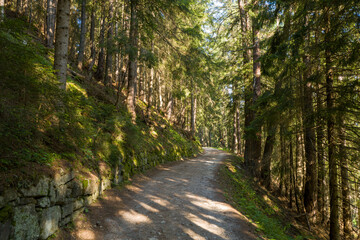 Fototapeta premium A winding dirt trail leads through a dense evergreen forest, with sunlight filtering through tall trees and casting soft shadows on the moss-covered stone embankment.