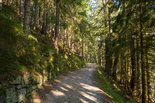 A winding dirt trail leads through a dense evergreen forest, with sunlight filtering through tall trees and casting soft shadows on the moss-covered stone embankment.
