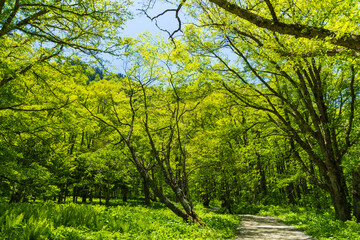 Fototapeta premium 日本の風景・初夏 長野 新緑の上高地 徳沢