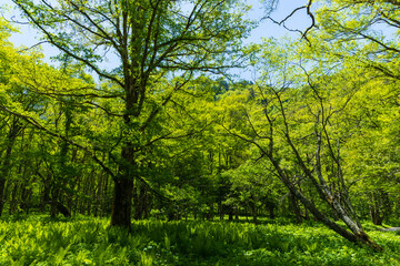 Fototapeta premium 日本の風景・初夏 長野 新緑の上高地 徳沢