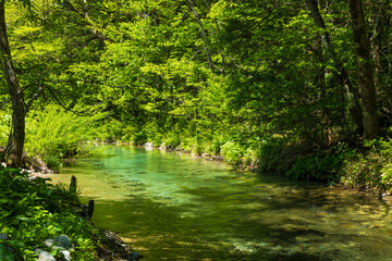 Obraz premium 日本の風景・初夏 長野 新緑の上高地 徳沢