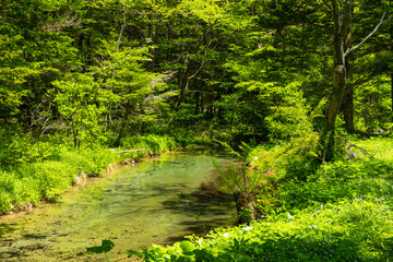 Obraz premium 日本の風景・初夏 長野 新緑の上高地 徳沢