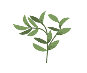 Obraz premium Leaf branch. Green sprig, foliage plant. Greenery twig, stem with laurel leaves. Nature element. Botanical decoration, decorative leafy herb. Flat vector illustration isolated on white background