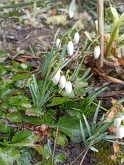 White snowdrop flowers emerging from moist forest ground with green leaves and natural soil background. Image represents early spring renewal, hope and seasonal awakening in nature