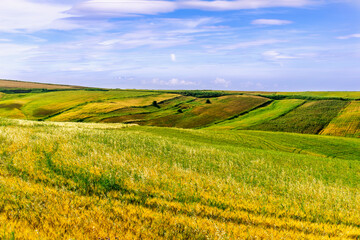 Fototapeta premium beautiful summer season golden field with yellow and green wheat and rows after agricultural farming. Rural landscape of sunset or sunrise field before harvest.