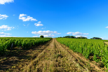 Obraz premium A grassy dirt track runs straight between rows of vibrant green grapevines, stretching uphill beneath a clear blue sky dotted with a few fluffy clouds in Pouilly sur Loire. The sunlight highlights the