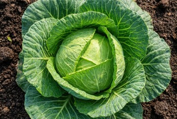 Obraz premium close-up of fresh green cabbage head on dark brown soil. agriculture, fresh produce, organic farming, gardening, and healthy food concepts.