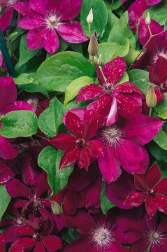 Clematis jackmanii Purple Clematis Vine in Full Bloom. Clematis jackmanii, a popular garden vine with large purple flowers, widely cultivated in temperate regions for vertical decoration