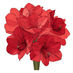 Simple flat 2D vector graphic of a Amaryllis Bouquet in modern icon style, isolated on a white canvas © Alex