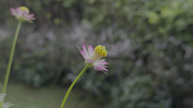 Tiny pink flower in the garden