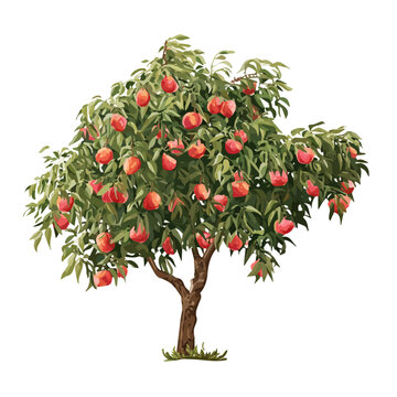 Minimalist 2D vector icon representation of a Peach Tree, displayed on a pure white background