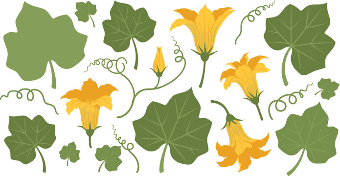 Pumpkin Vine and Flower Illustration Set with Green Leaves, Blossoms, Tendrils, and Botanical Garden Elements for Agriculture, Nature, and Seasonal Design