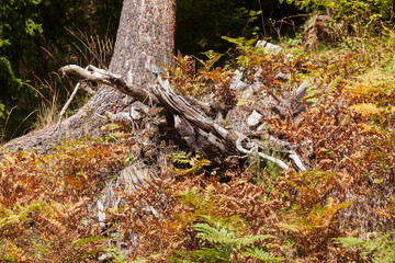 Obraz premium Totholz, alter, knorriger Baumstumpf, Deutschland, Europa