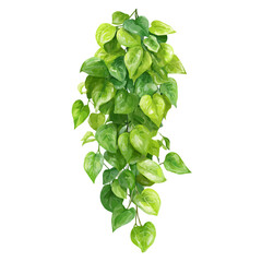 Arrowhead Vine, 2D flat vector illustration in icon style, isolated on a white background © Alex