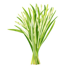 Fototapeta premium Minimalist 2D vector icon representation of a Lemongrass, displayed on a pure white background