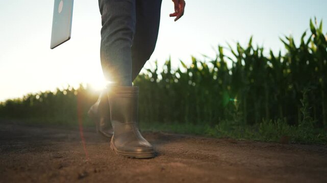 Walk on dirt road near corn field, person in denim pant and rubber boot carries white board while boot presses soil, crop row extends along horizon, rural agriculture worker walking boot step repeat