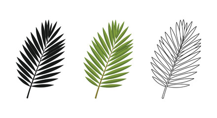 Fototapeta premium Set of three palm leaf illustrations in black silhouette, green color, and outline styles