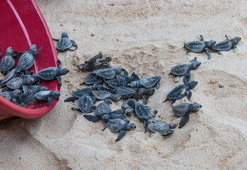 A red bucket full of baby turtles