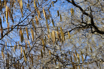 Fototapeta premium Chinese filbert branches with yellow flowers - Latin name - Corylus chinensis