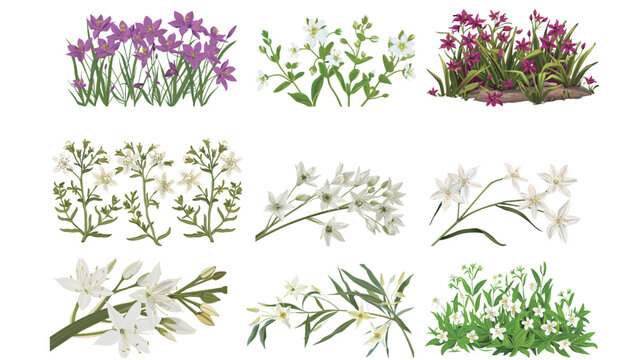 Vector illustration of Maltese centaury rare plant botanical art