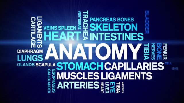 Anatomy animated word cloud-text design animation tag kinetic typography seamless loop.