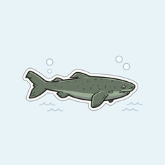 Cute Greenland Shark Illustration