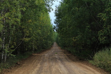 Obraz premium Dirt road in a summer forest