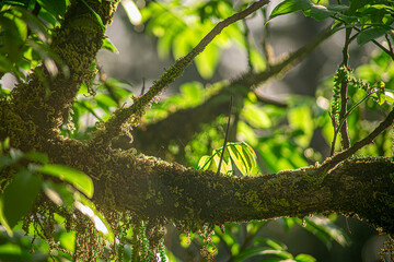 Peaceful Morning Light in a Summer Garden with Greenery Close-up of Green Leaves and Hanging Flowers in Soft Sunlight Sustainable Green Environment and Natural Lighting Concept