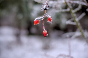 Rose hips covered with ice in January